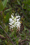 White fringed orchid